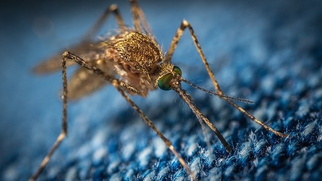 טיפול ומודעות בנושא יתושים